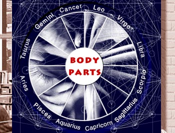 body parts